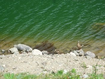 High angle view of sheep on rock by lake