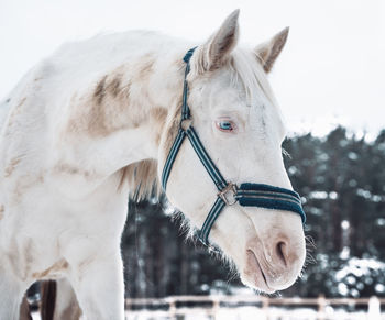 Close-up of a horse