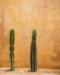 Cactus plant against wall