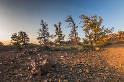 View of trees on field against sky