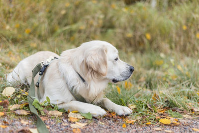 Portrait of golden retriever pale young dog is laying on the grass in the forest, autumn season