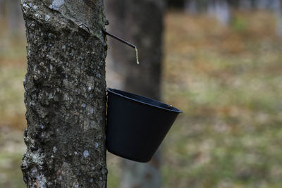 Close-up of pole hanging on tree trunk