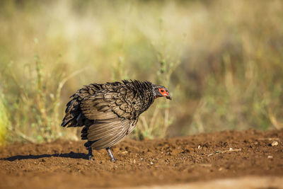 Close-up of bird perching on field