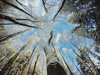 Low angle view of bare tree against sky