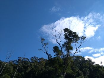 Low angle view of trees against sky