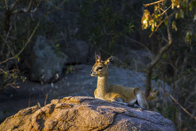 Deer sitting on rock