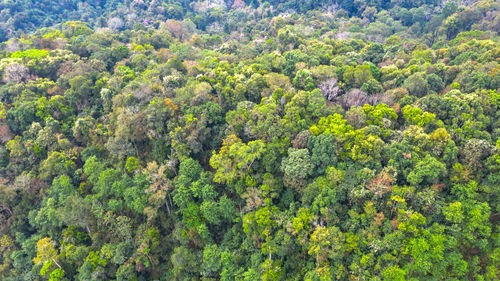 High angle view of trees in forest