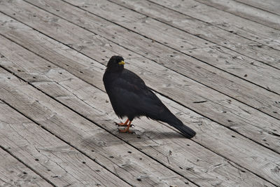 High angle view of bird perching on wooden plank