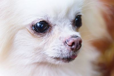 Close-up of a dog looking away