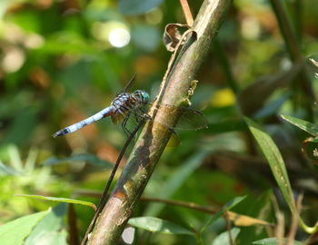 Close-up of dragonfly on plant