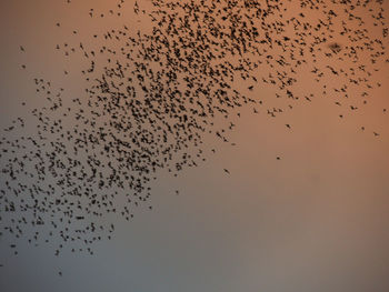 Low angle view of birds flying in sky