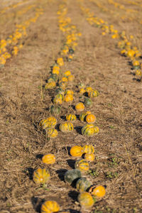 Yellow flowers on field