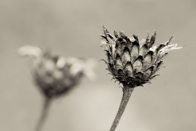 Close-up of wilted flower
