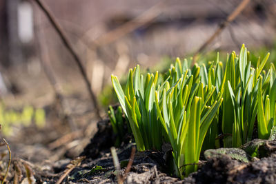 Close-up of plants growing on land