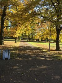 Autumn trees in park