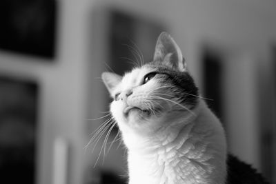 Close-up of cat looking away