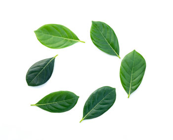 High angle view of leaves against white background