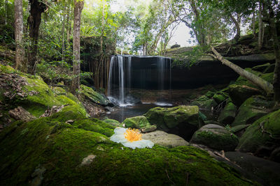 Scenic view of waterfall in forest