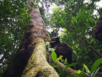 Low angle view of lizard on tree trunk in forest