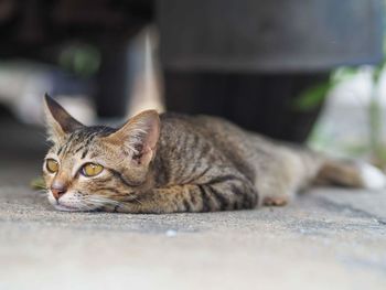 Close-up portrait of cat lying on floor