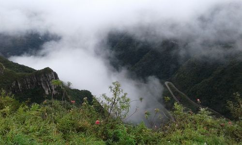 Smoke emitting from tree mountain during foggy weather