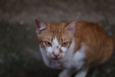 Close-up portrait of a cat