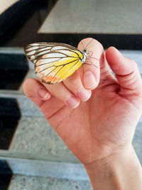 Cropped image of hand holding butterfly