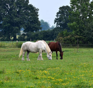 Horse grazing on field against trees