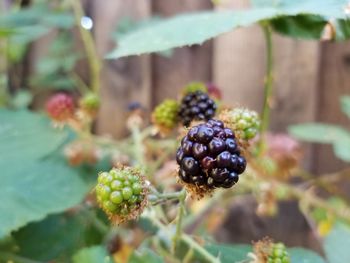 Close-up of berries growing on plant