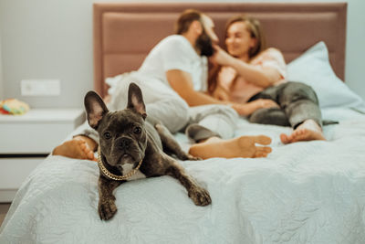 French bulldog with golden chain laying on the bed with cheerful man and woman on the background