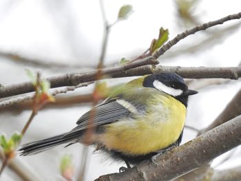 Close-up of bird perching on tree