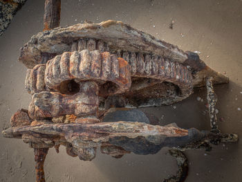 Close-up of an animal sculpture