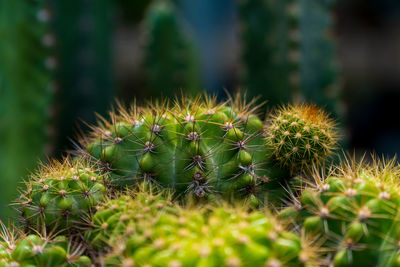 Close-up of cactus plant growing on field