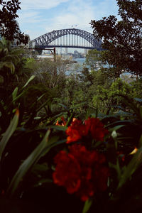 View of flowering plants by bridge against sky