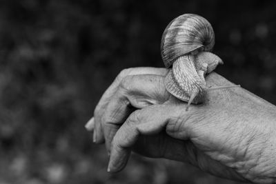 Close-up of snail on hand