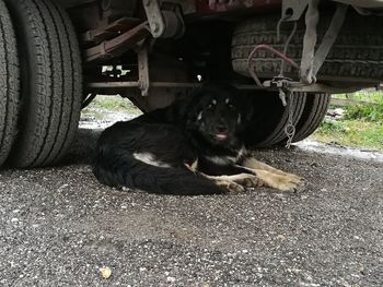 Black dog lying down in a car
