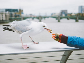 Close-up of seagull perching on hand against sky
