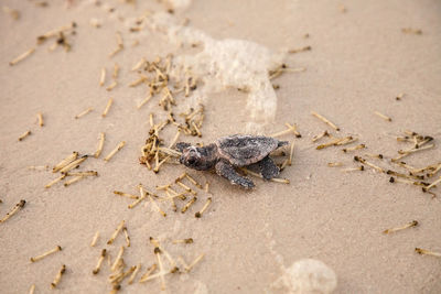 High angle view of crab on sand