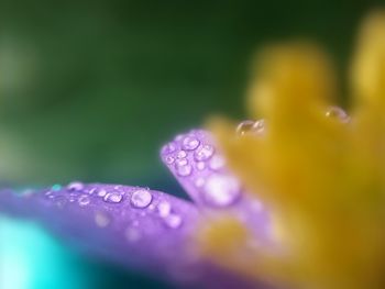 Close-up of purple flowers blooming in park