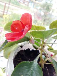 Close-up of red flower