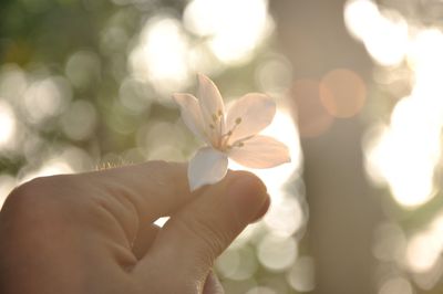 Close-up of hand holding white flowering plant