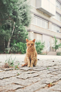 Cat sitting on footpath