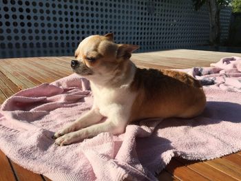 Dog looking away while relaxing on bed at home