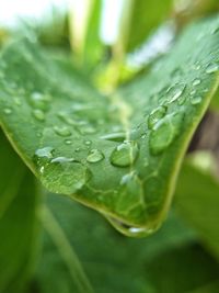 Close-up of water drops on leaf