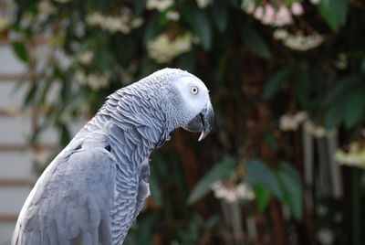 Close-up of african grey parrot perching outdoors