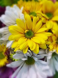 Close-up of yellow flower