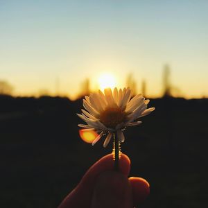Close-up of hand holding flower against sky during sunset