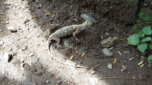 High angle view of lizard on field