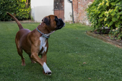 Dog on field