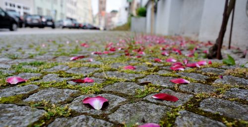 Close-up of pink flower petals